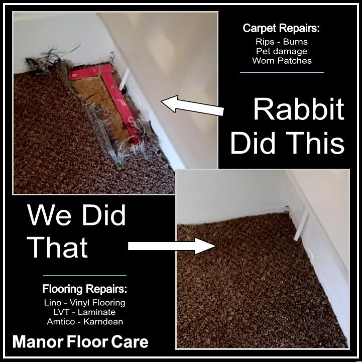 Carpet repairs, Rabbit chewed this and we can do that