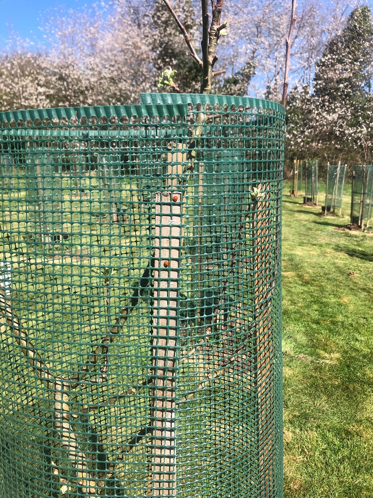 2025 April 6 - orchard 1.jpg