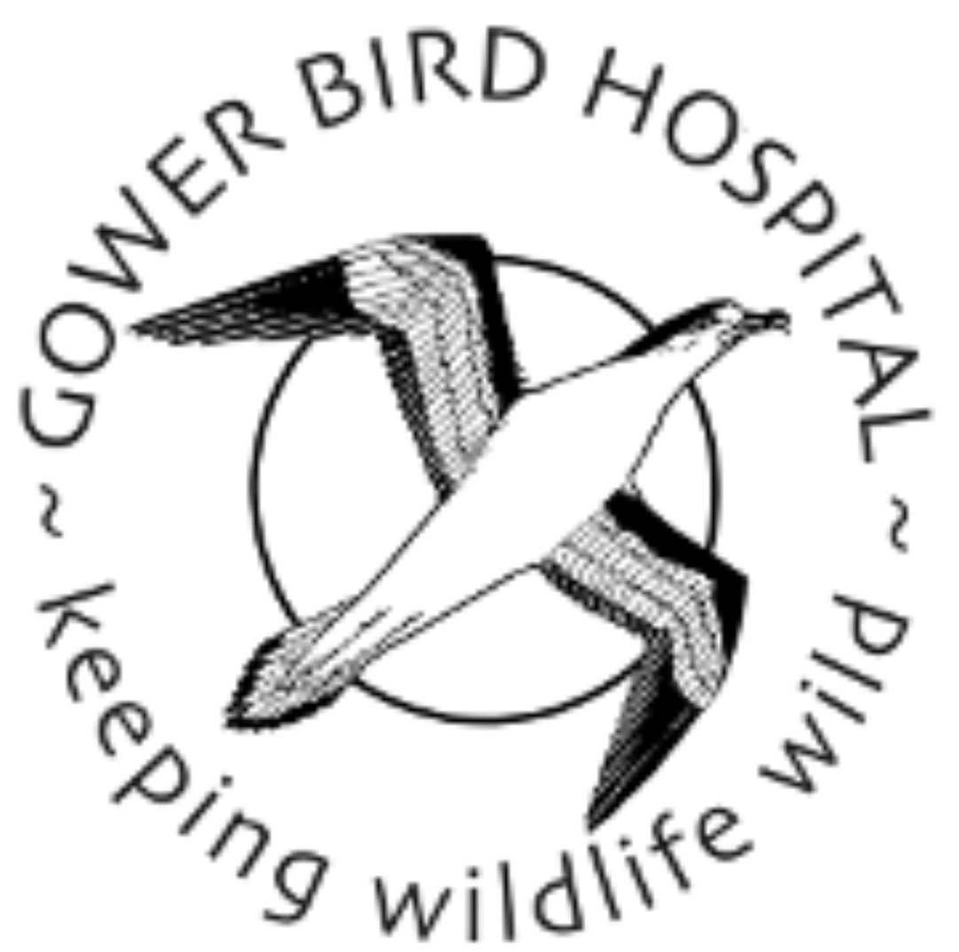 Gower Bird Hospital