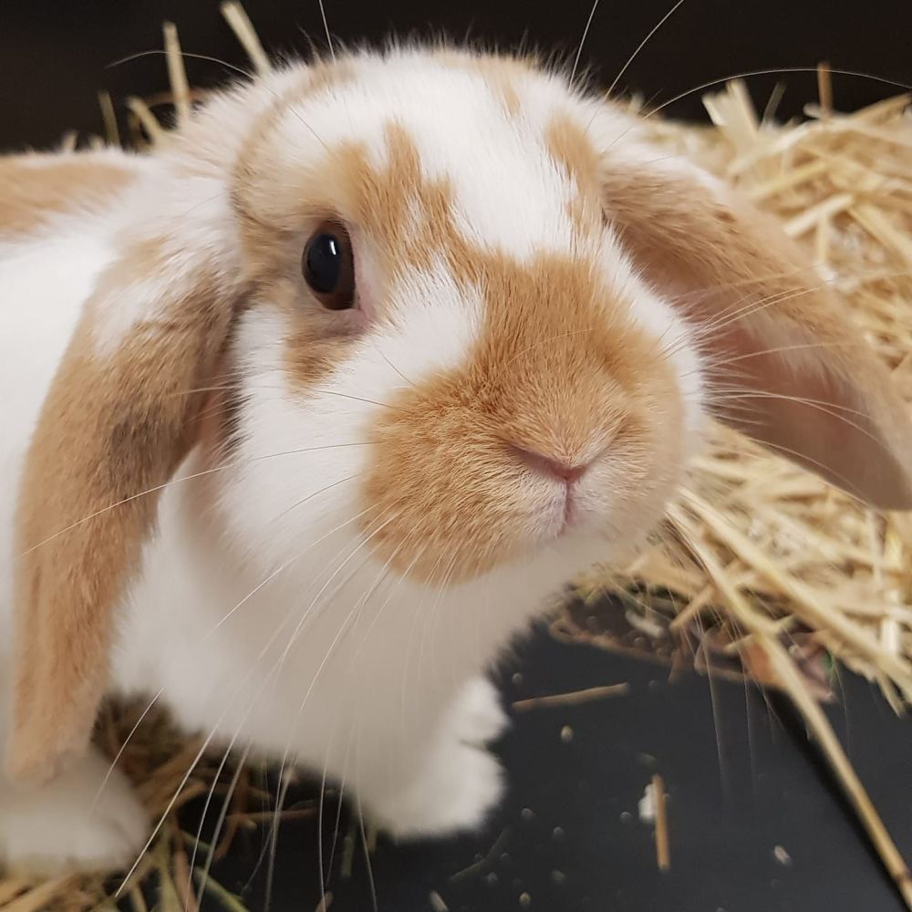 Small Animal Accomodation At Kingstone Pet Boarding 