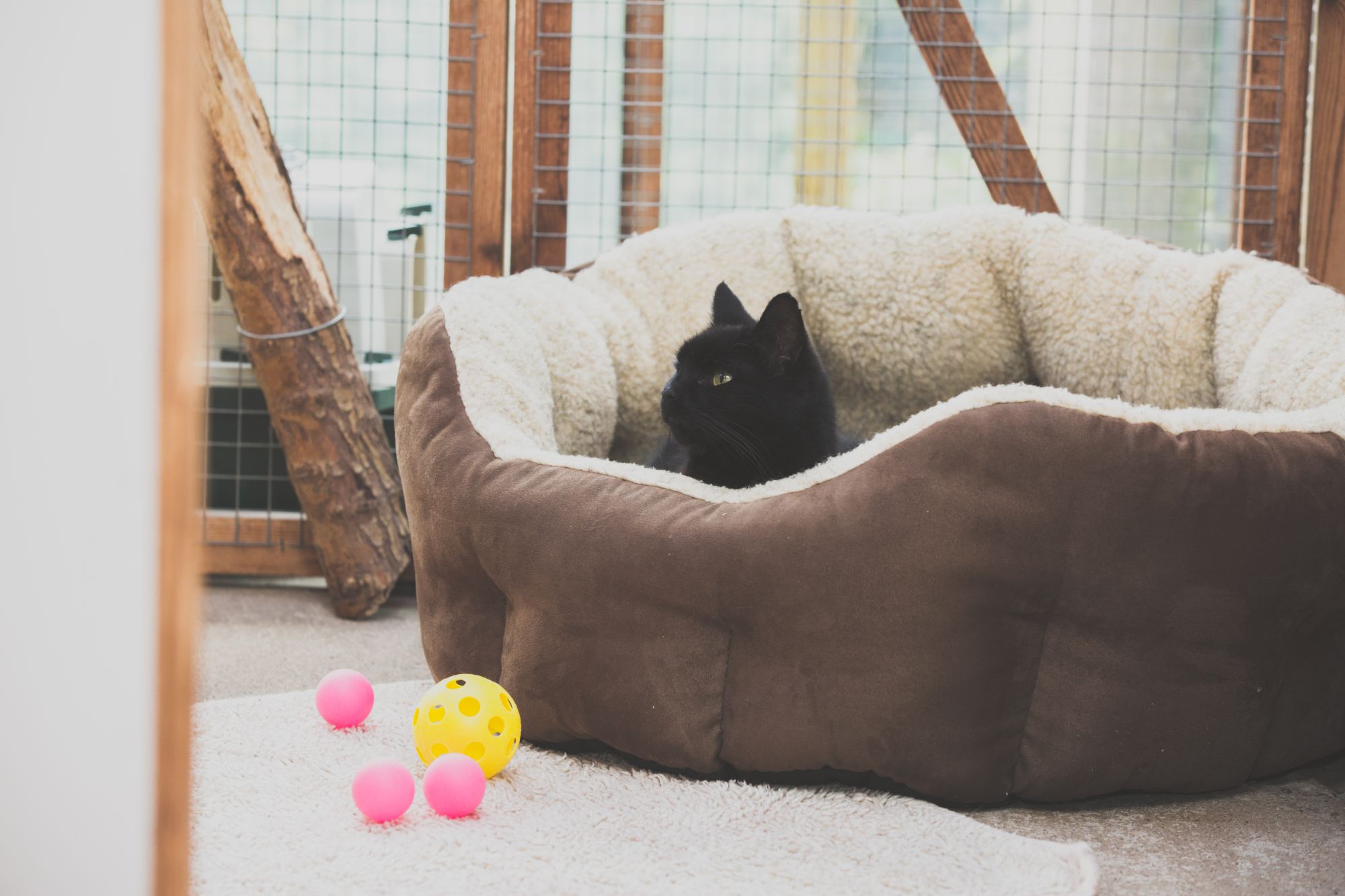 Luxury cattery in Staffordshire
