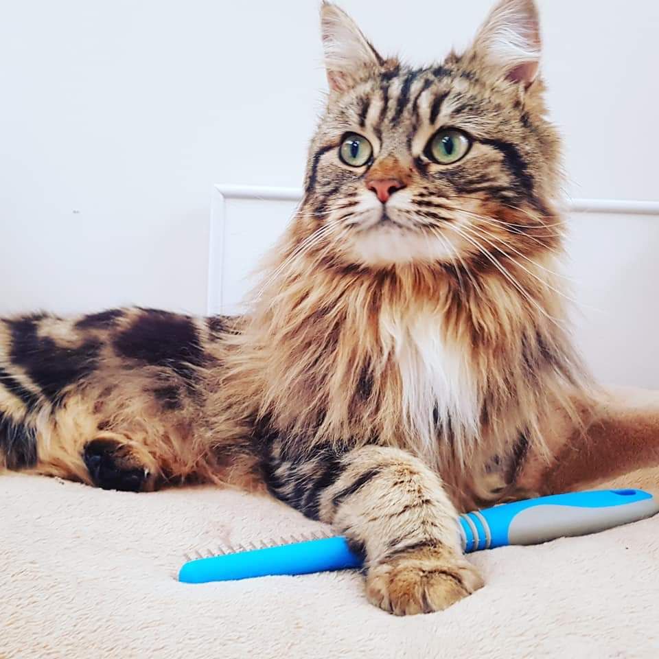 Book a pamper session for your feline friend
