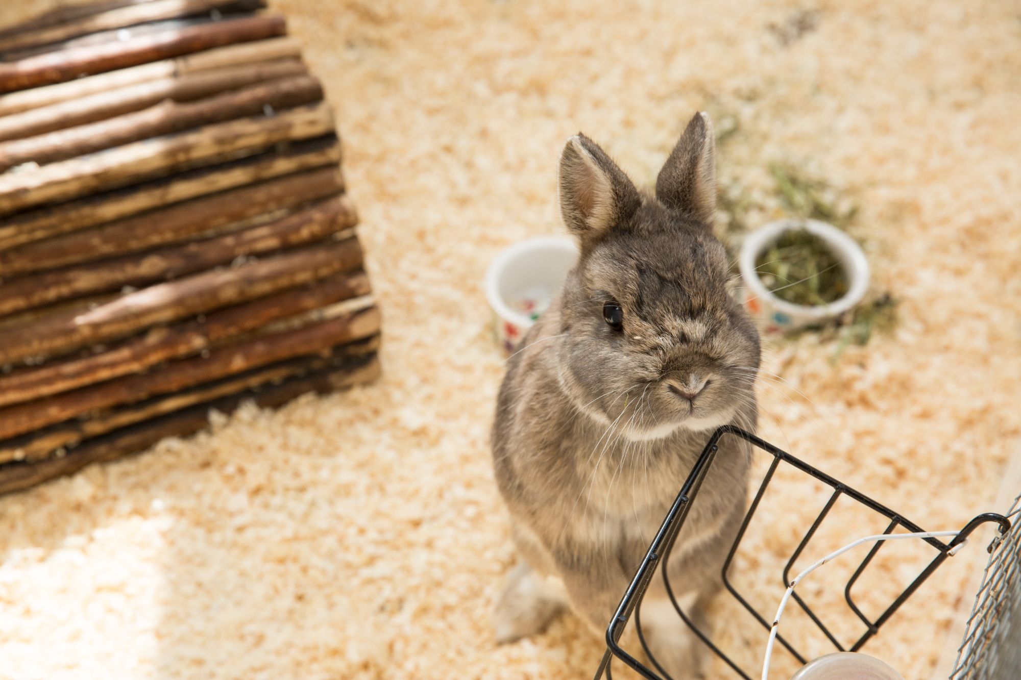 Rabbit hotel at Kingstone Pet Boarding