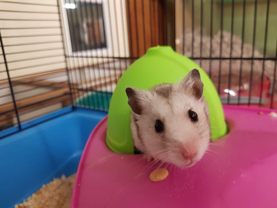 Rat pet sitting at Kingstone Pet Boarding