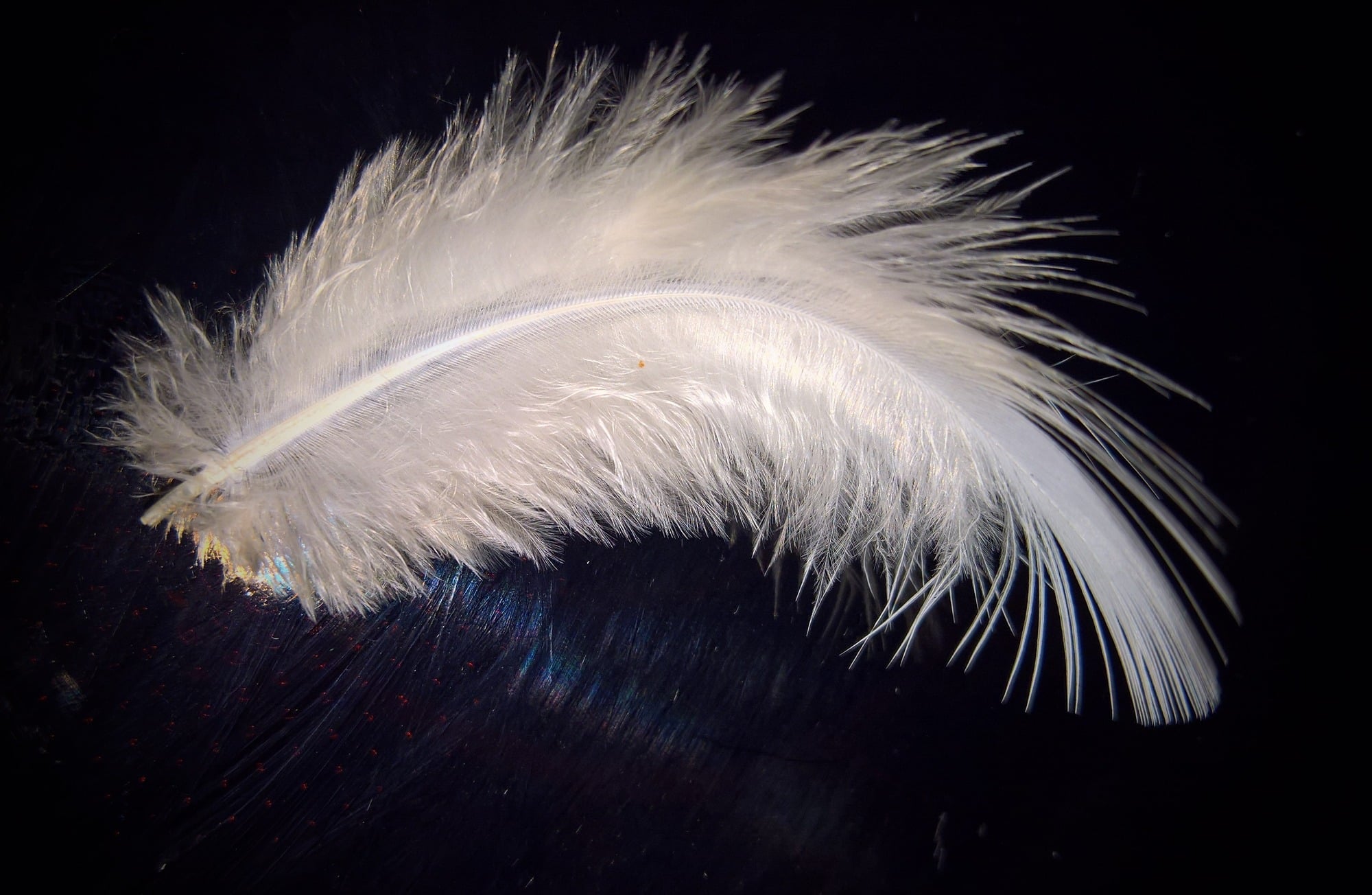 monika1607-feather-1894773.jpg