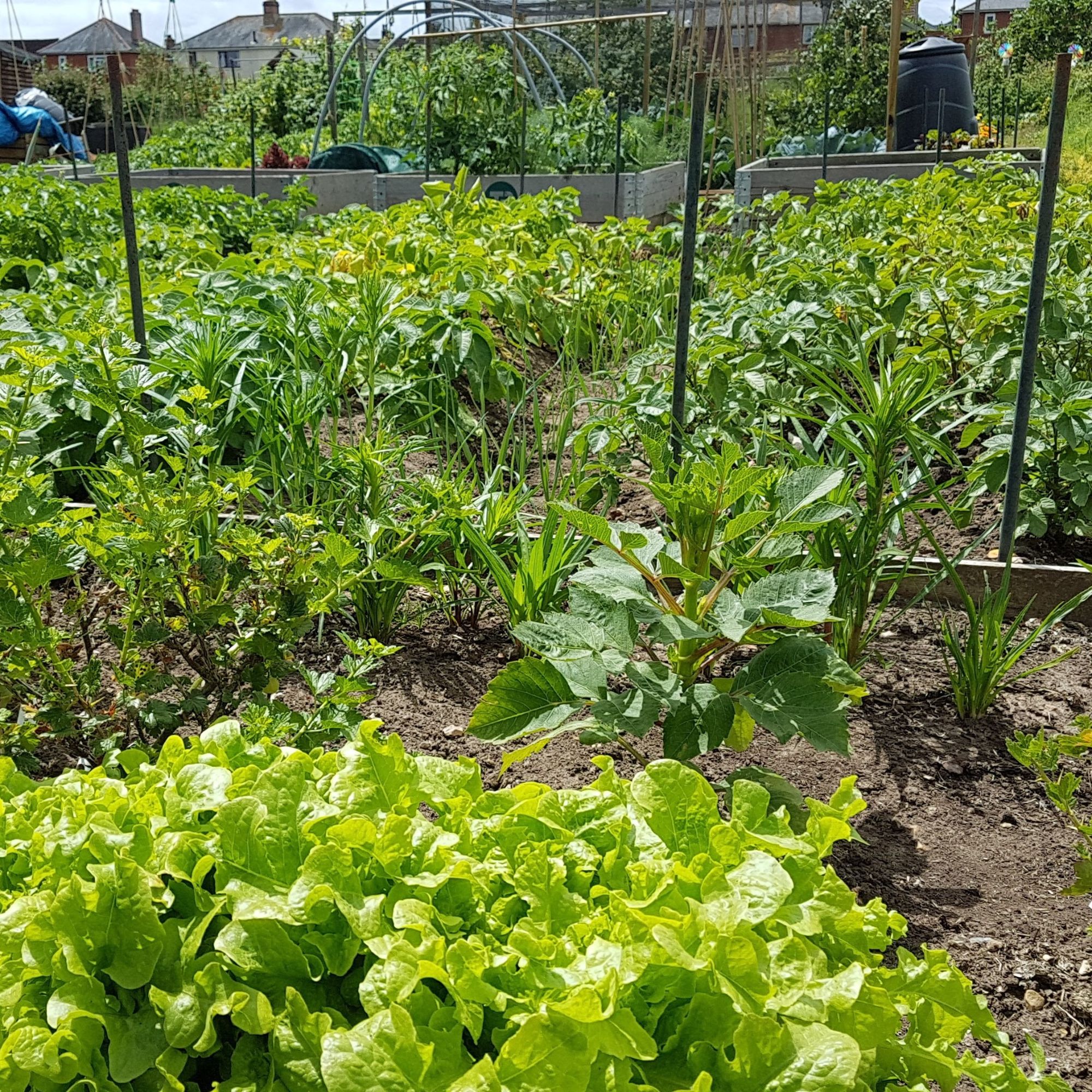 Allotment Patch