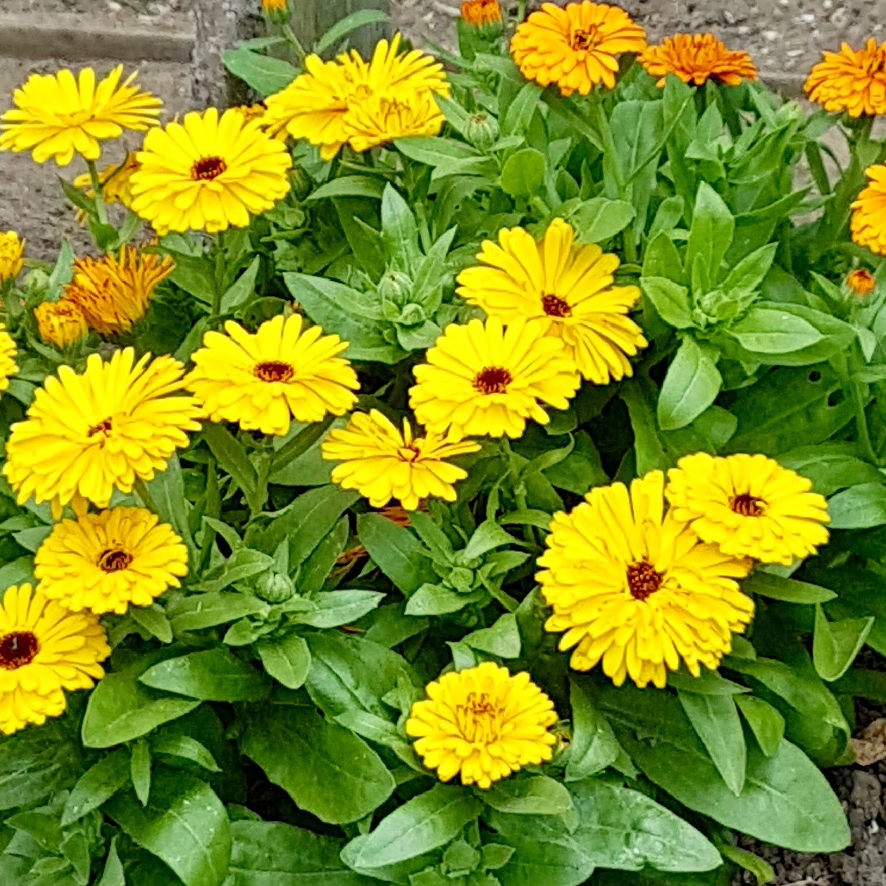 Marigolds