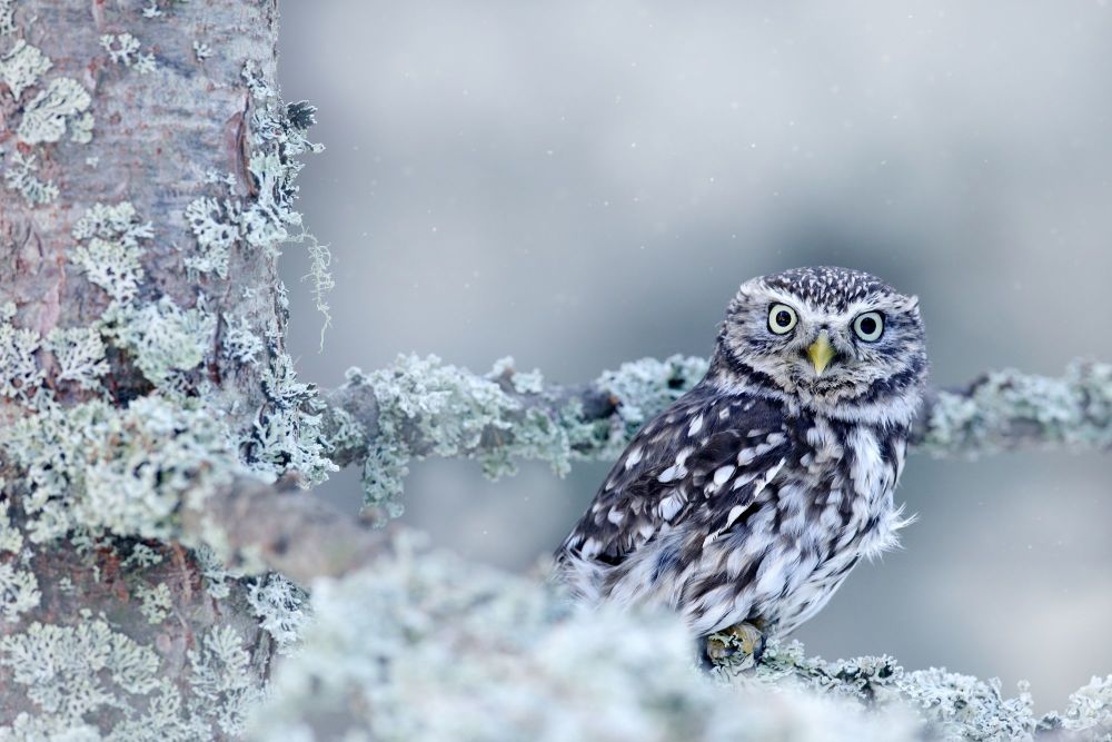 owl in the snow s