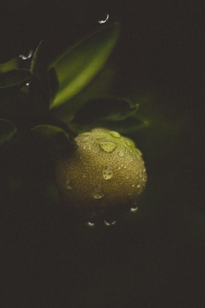Citrus