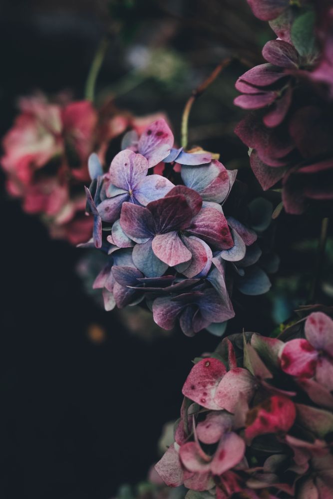 Floral