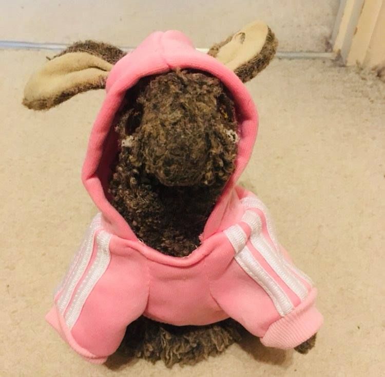 Stuffed black rabbit teddy wearing pink hoodie. Sumpa - Accounts Manager.