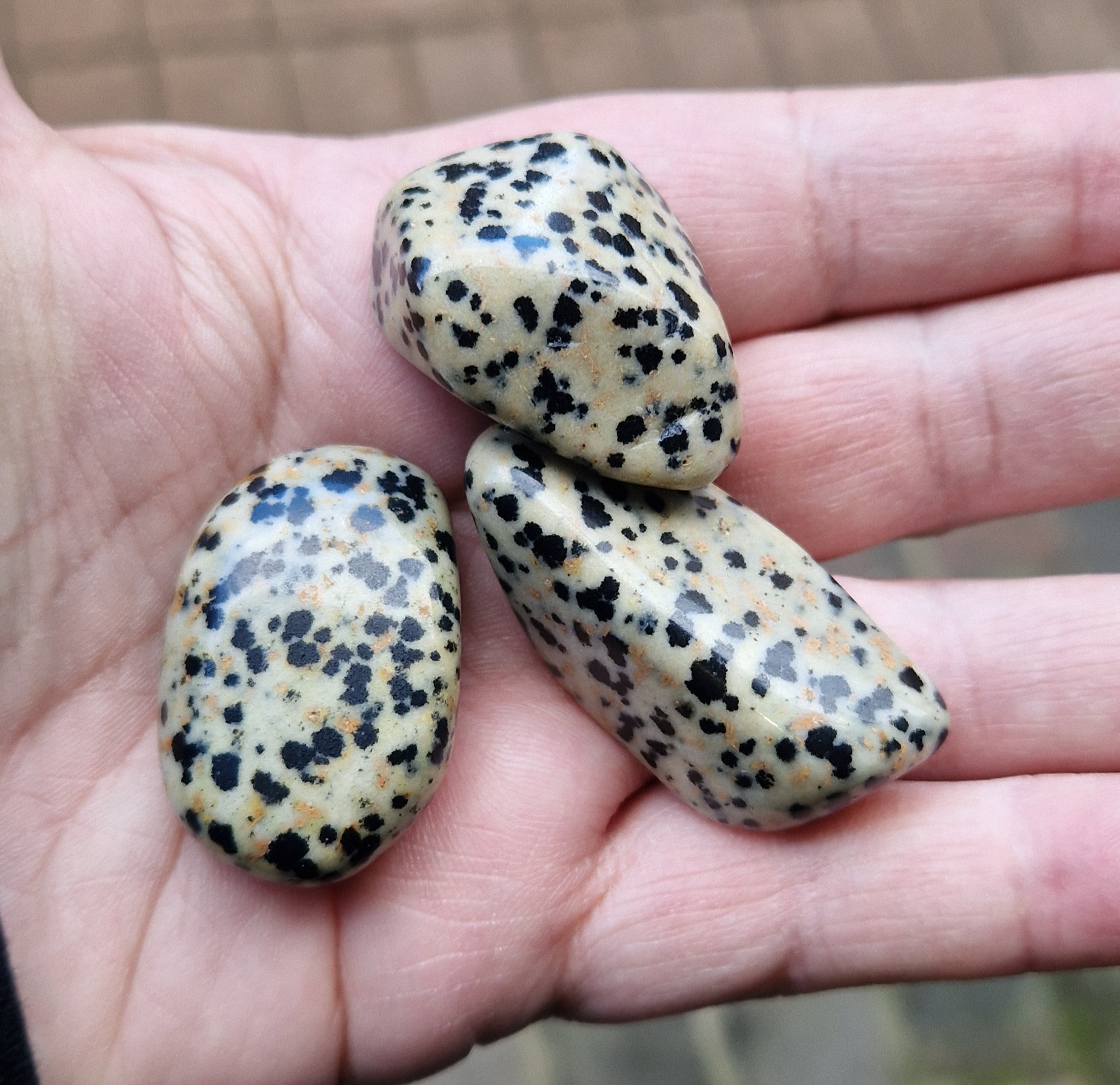 Abalone Shell