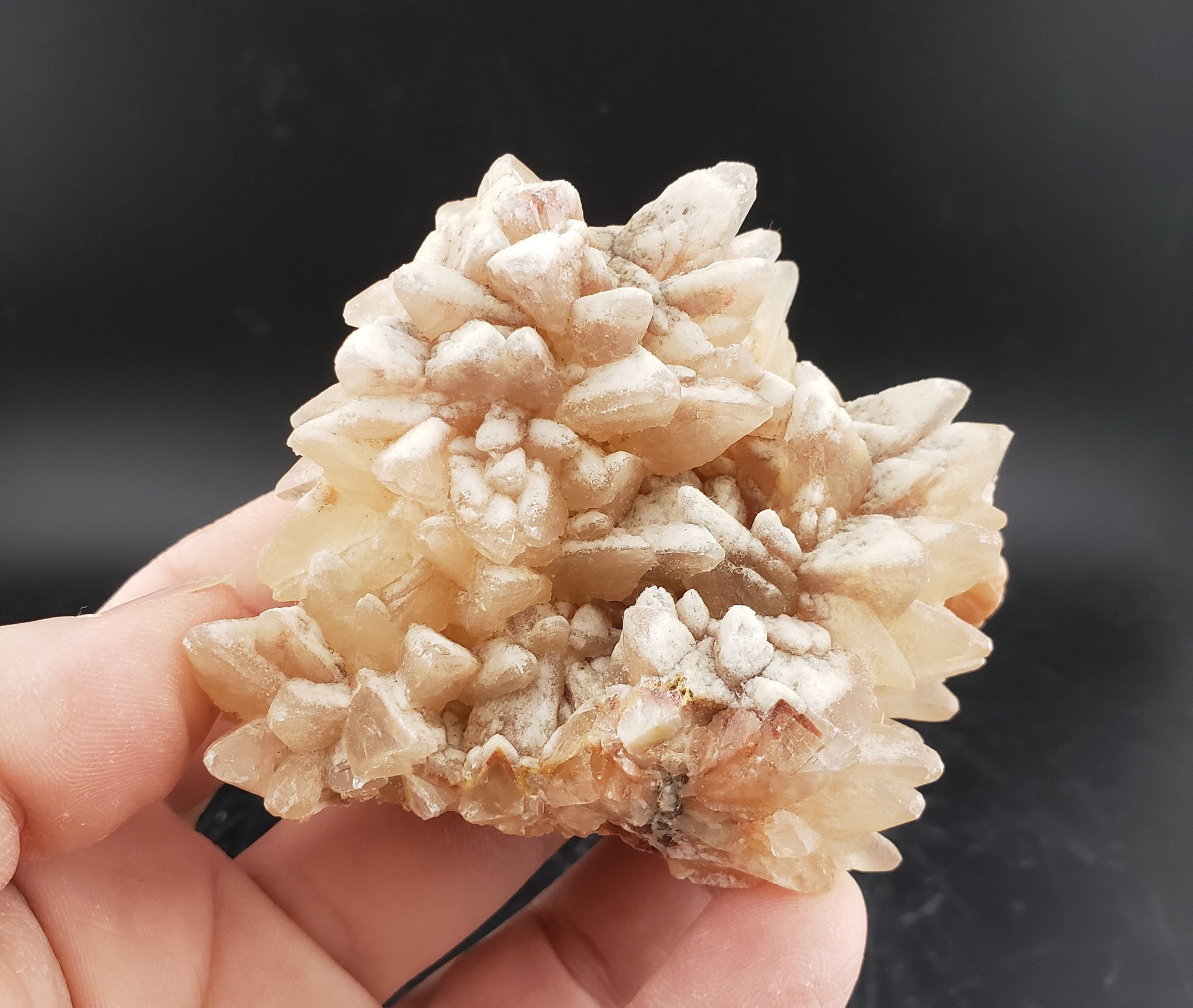 Abalone Shell