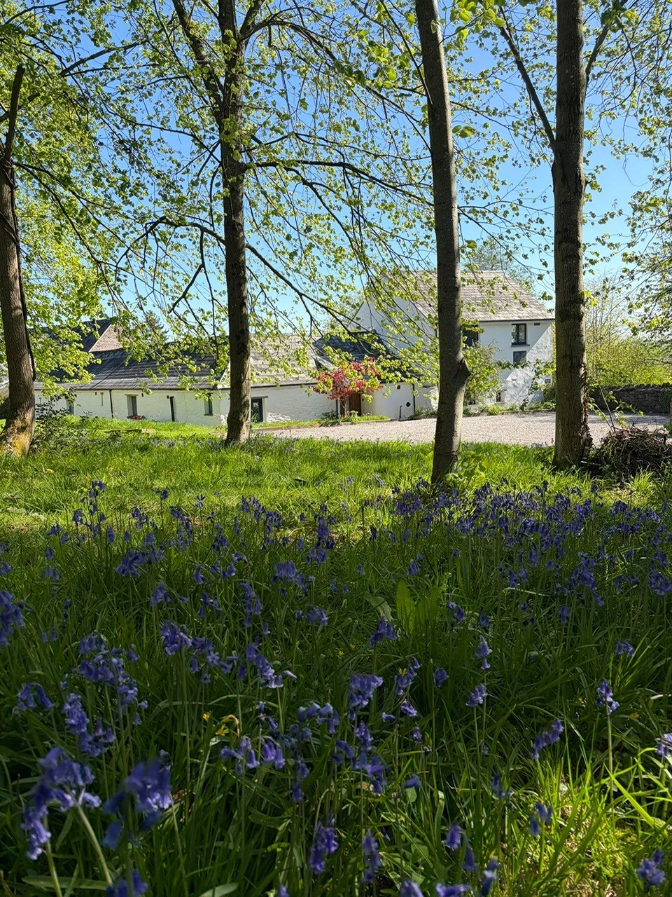 Back view with Bluebells.jpg