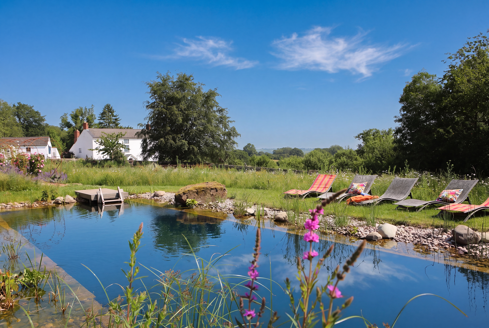 Natural swimming pool with sun loungers and wildflowers at Wern-y-Cwm Farm