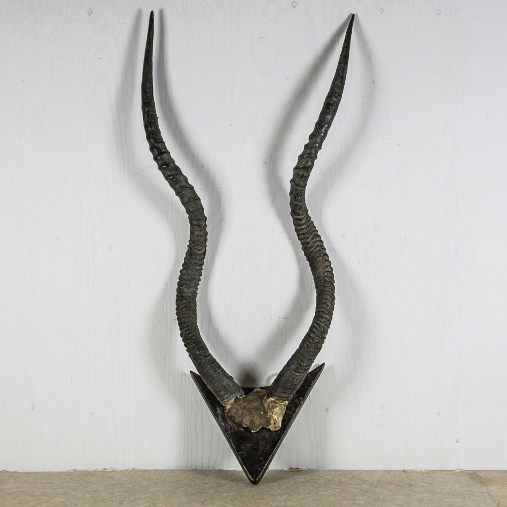 Vintage African ADDAX Horns