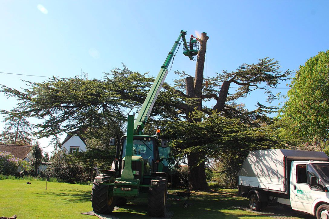 surgery-on-tree-in-surrey (1)