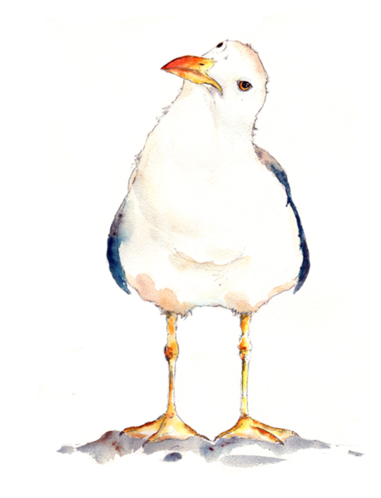 Blank Card- Seagull (Cath Ward)
