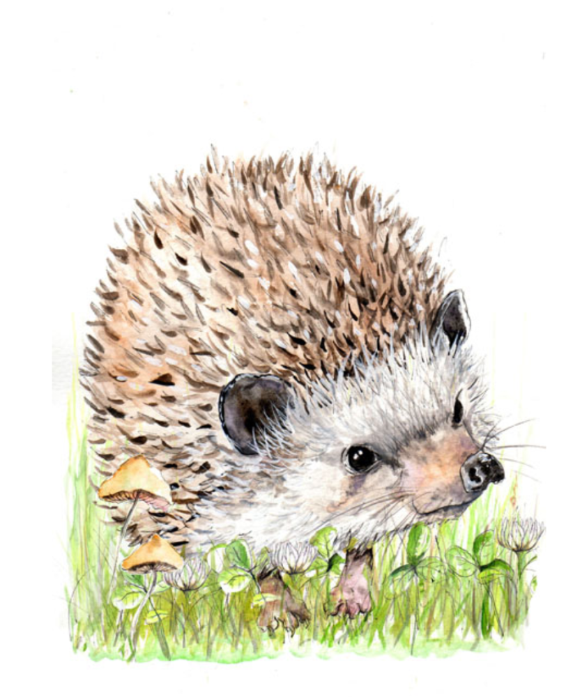 Hedgehog Print- Cath Ward