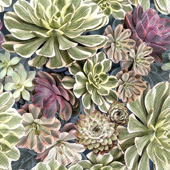 Succulent Plants Napkins