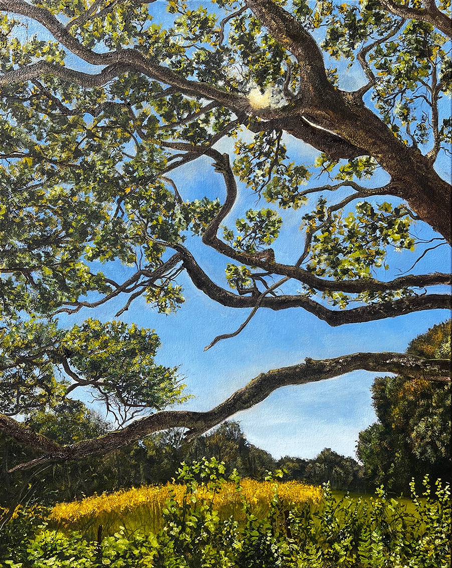 A view of a bright meadow and a sun through oak tree branches in the shadow