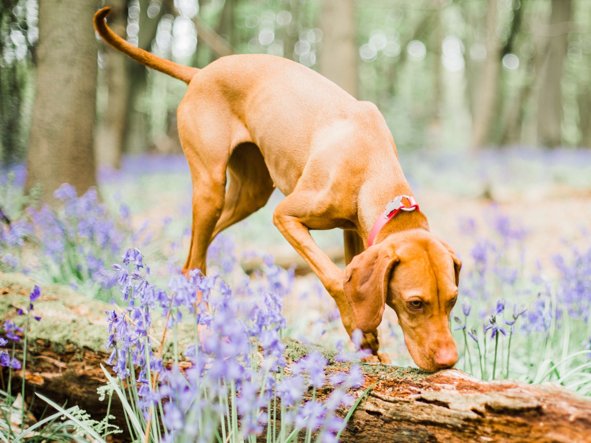 gorgeous vizla Maple