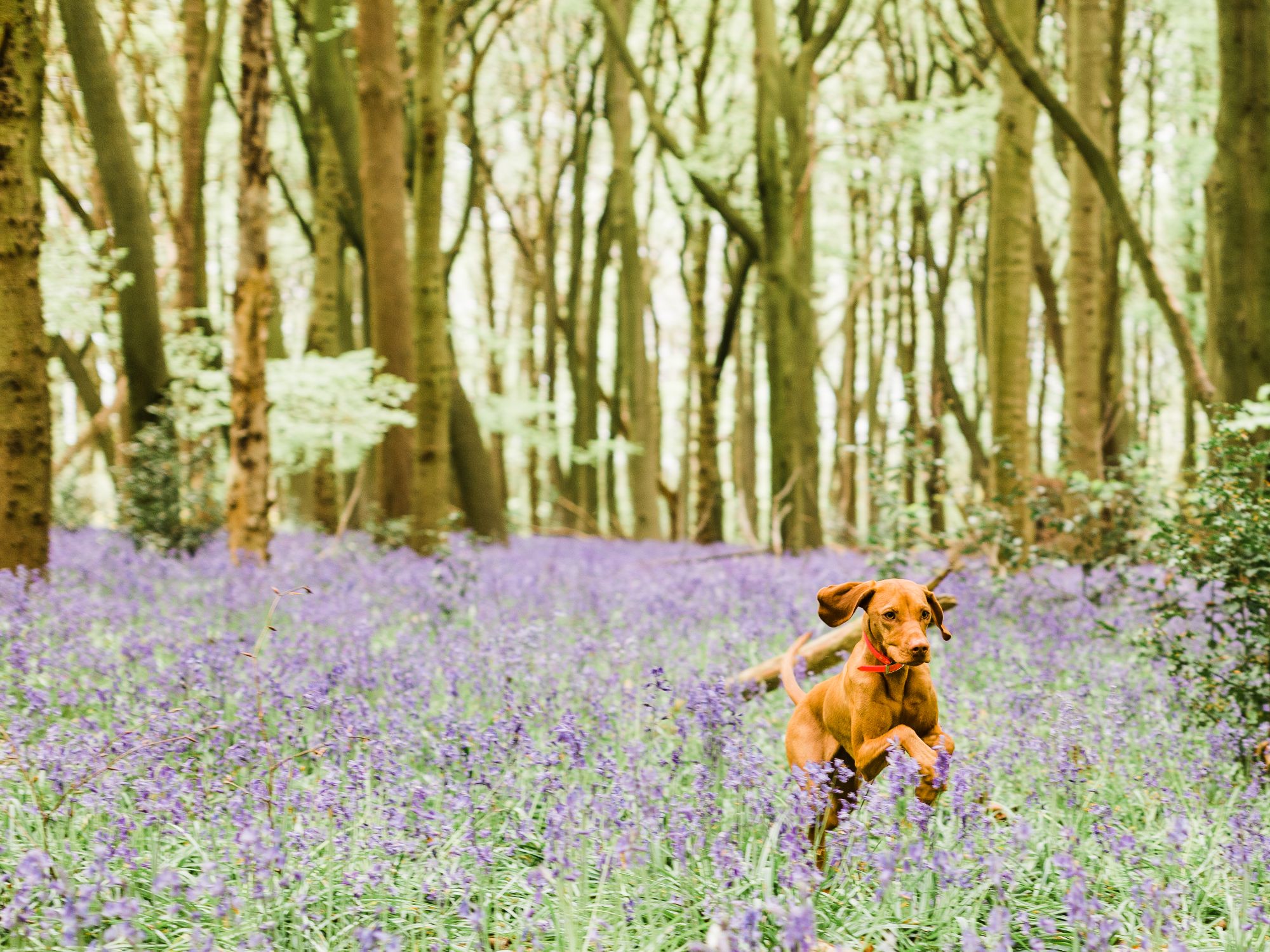 maple the dog - Lichfield professional photographer