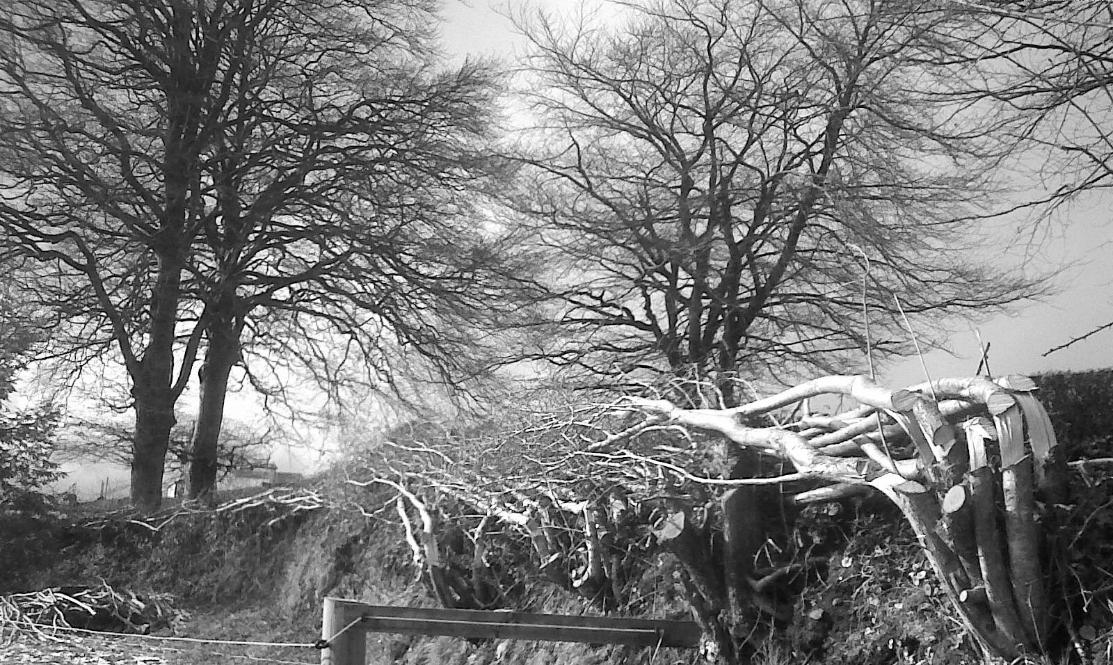 hedge laying