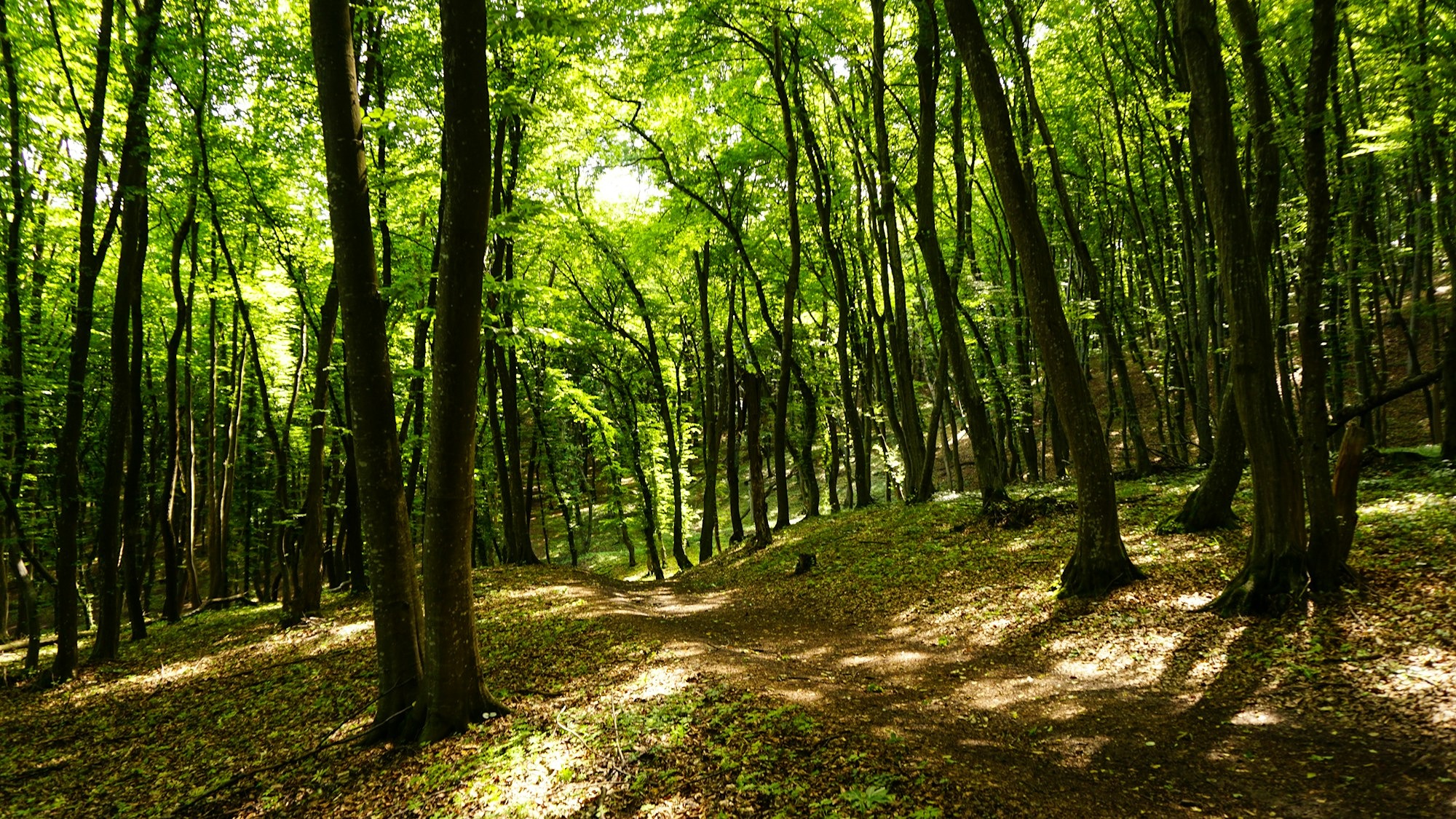 green-trees-on-brown-soil-FeP6wDnaESA