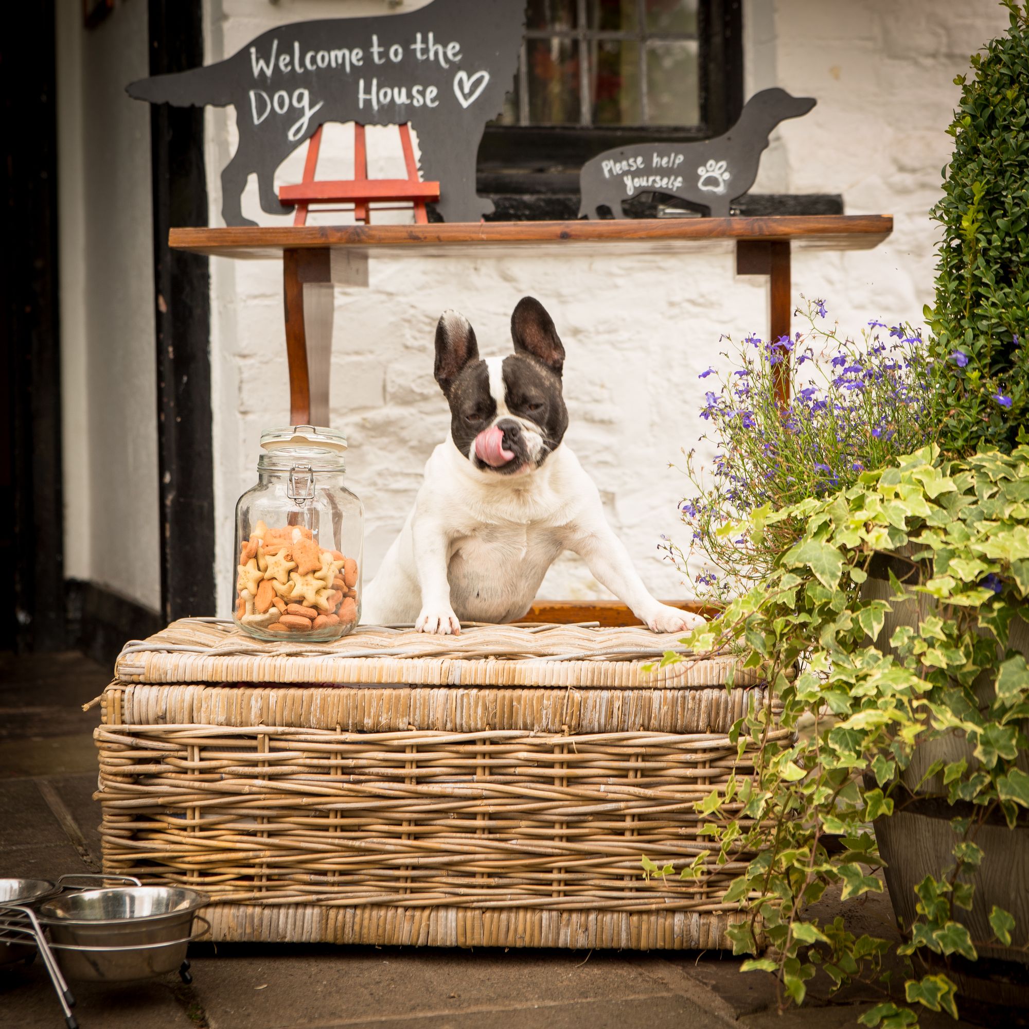 dog friendly pub and hotel