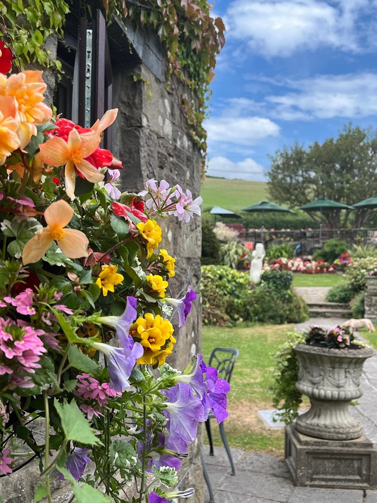 hanging baskets at the Greyhound