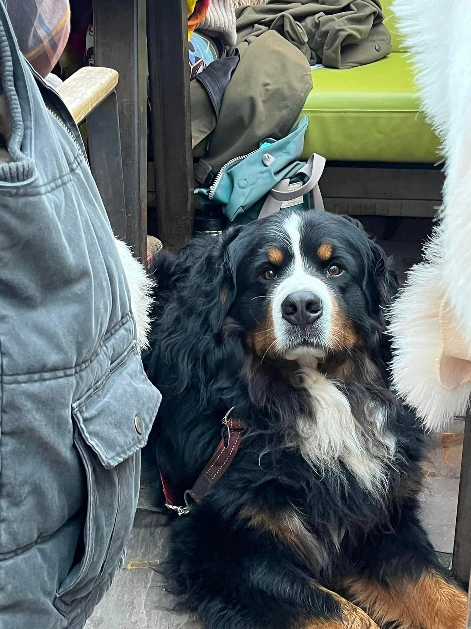 dog.jpg