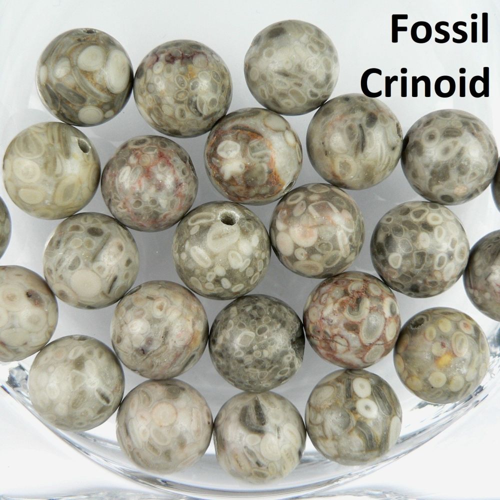 Sterling silver 12mm (+/-) Fossil Crinoid semi-precious stone pendant, with optional chain, in a gift box