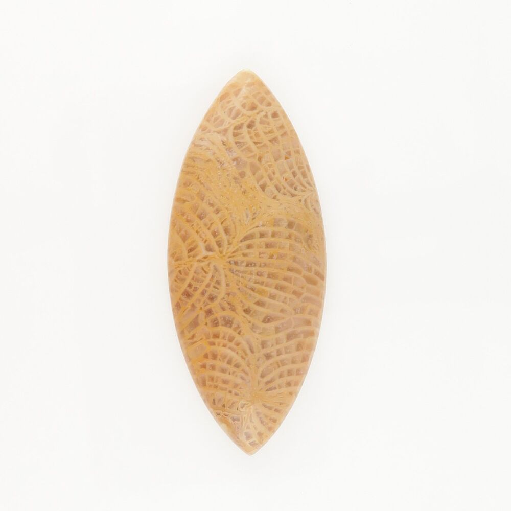 Fossil coral cabochon