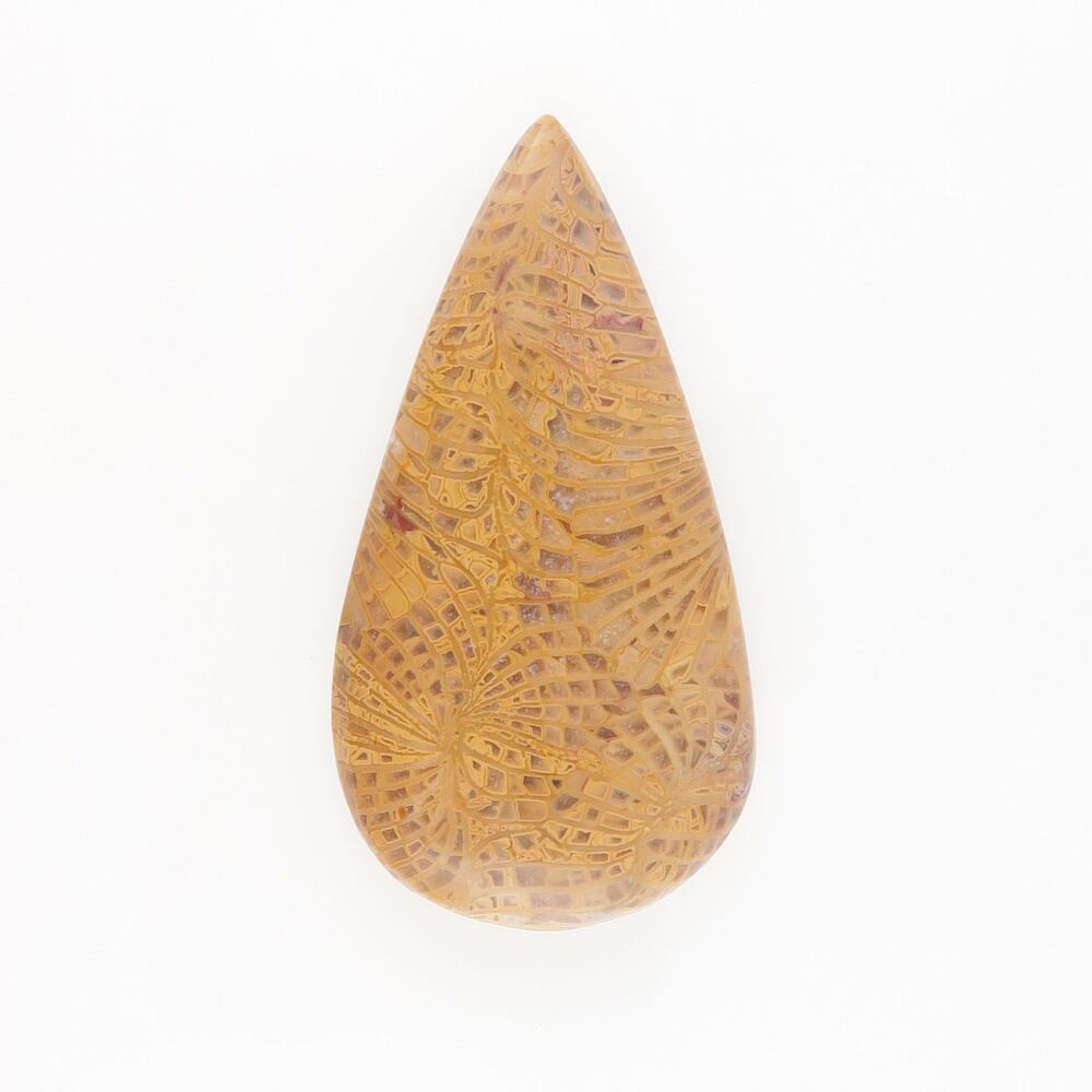 Fossil coral cabochon