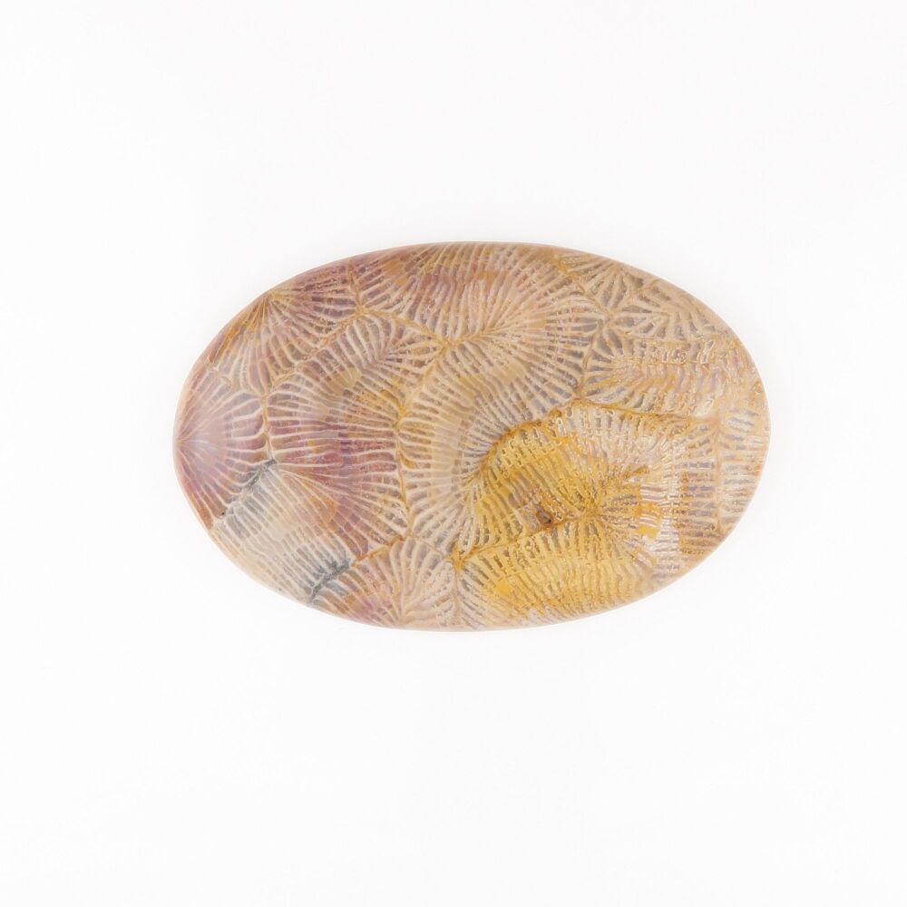 Fossil coral cabochon - 2434