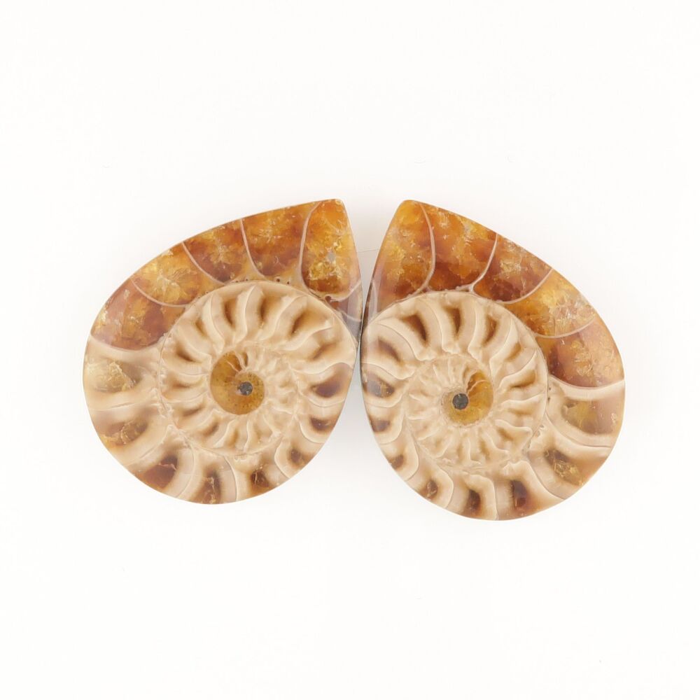 Ammonite pair - 2512