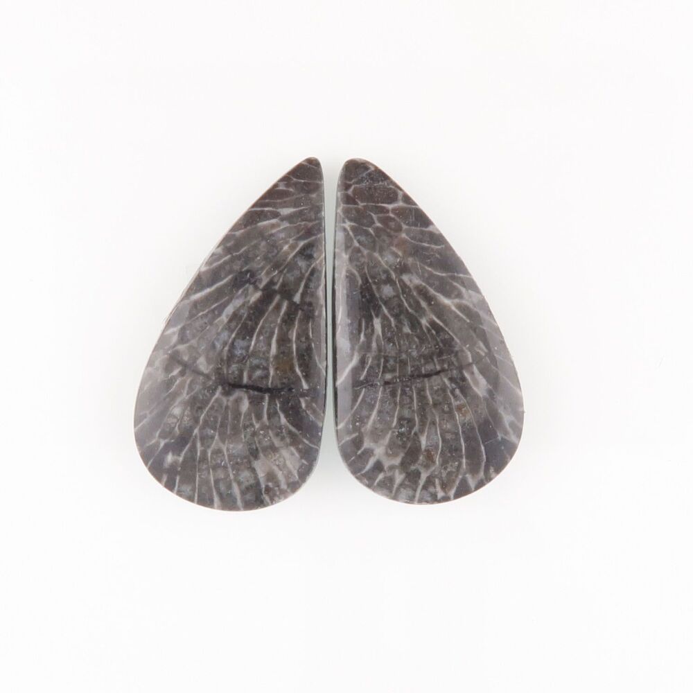 Fossil coral pair