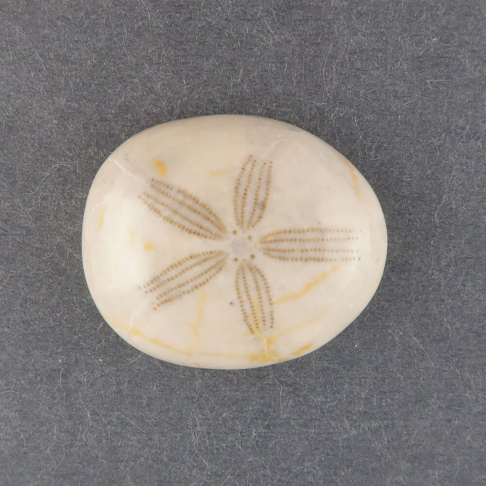 Fossilised sand dollar cabochon