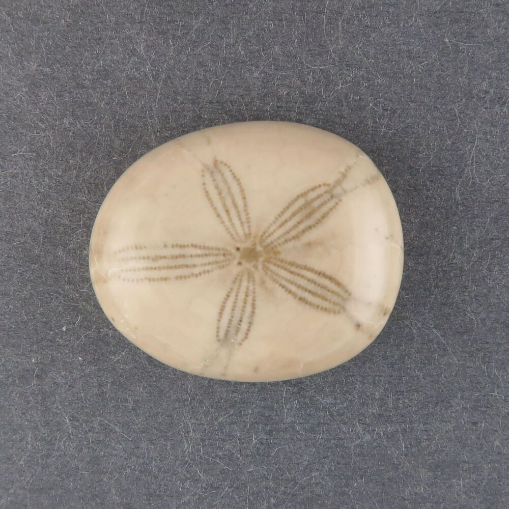 Fossilised sand dollar cabochon - 2800