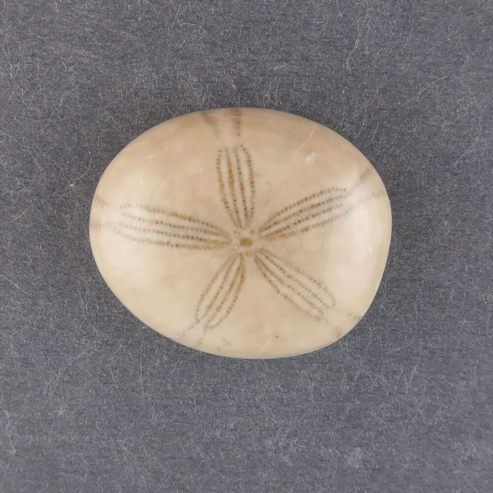 Fossilised sand dollar cabochon