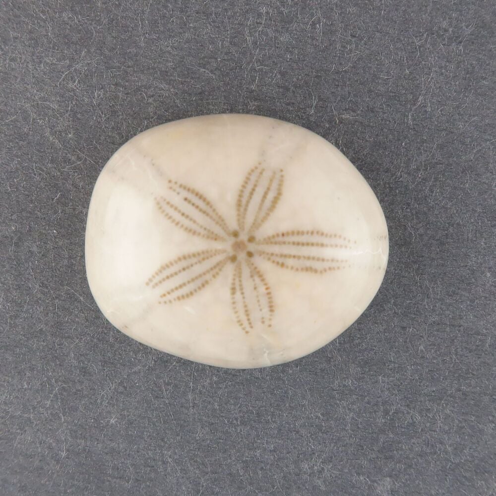 Fossilised sand dollar cabochon