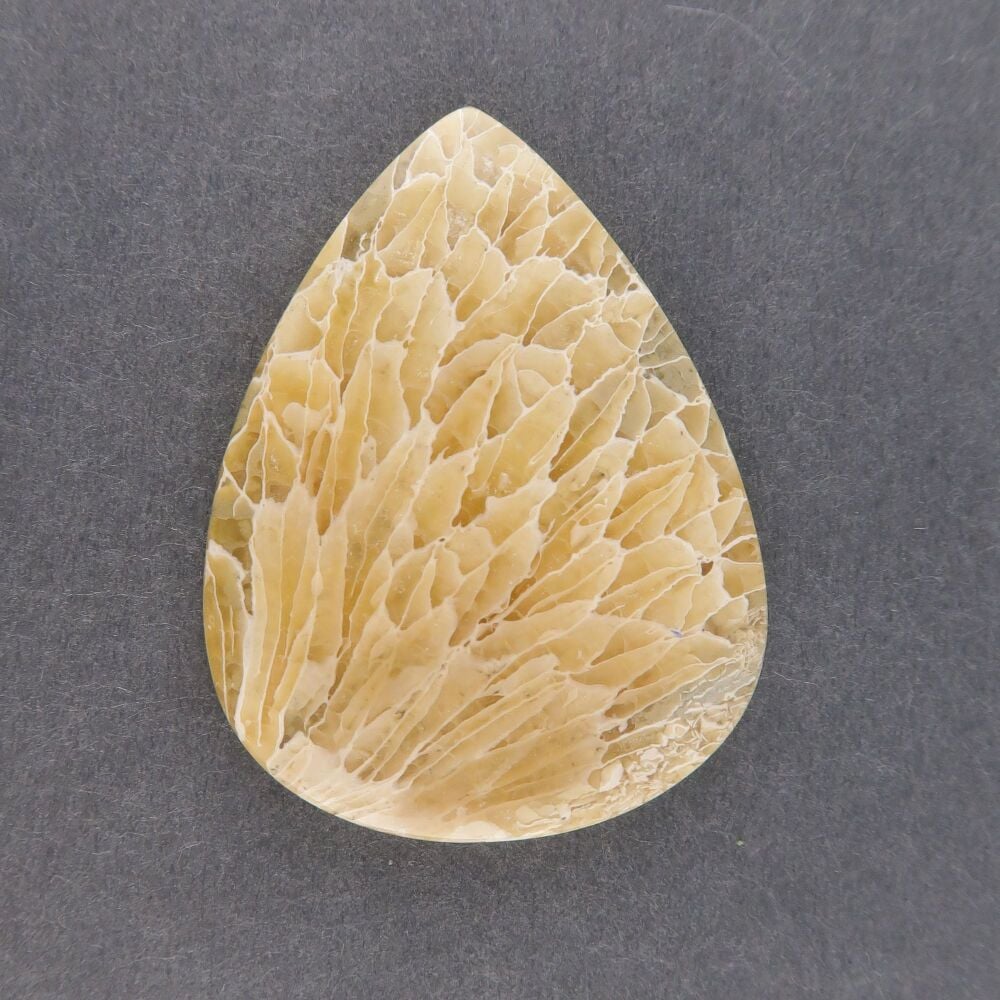 Fossil coral cabochon - 2806