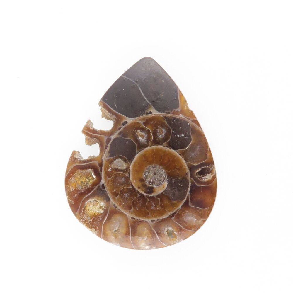 Ammonite cabochon with pockets of druzy - 2738