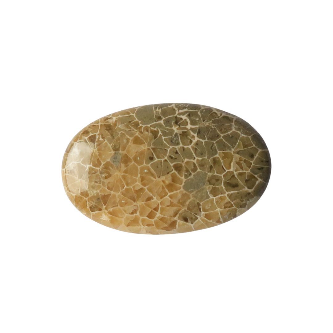 Fossil coral cabochon - 2316