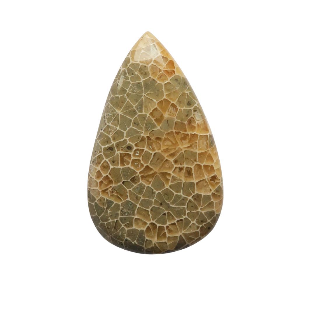 Fossil coral cabochon - 2317