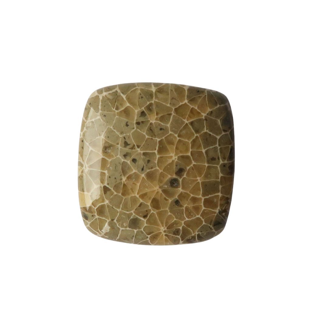 Fossil coral cabochon - 2314