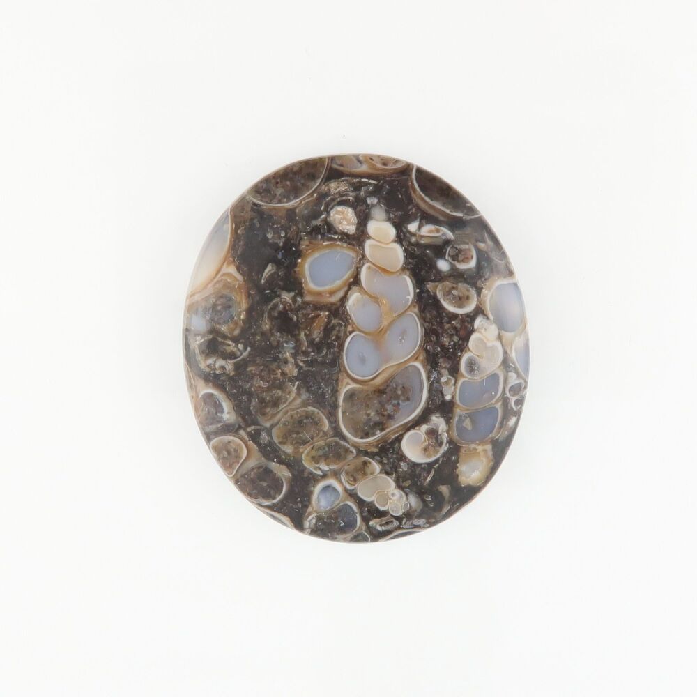 Turritella fossil cabochon - 3191