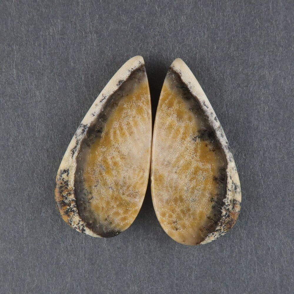 Fossil coral pair - 3689