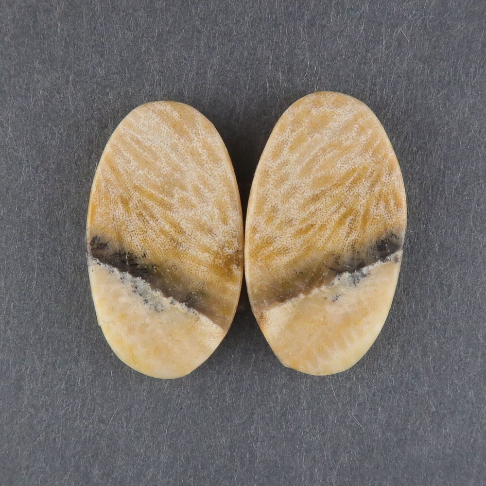 Fossil coral pair - 3687